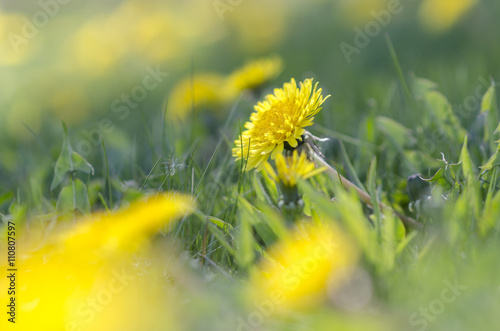 Fototapeta Naklejka Na Ścianę i Meble -  dandelion