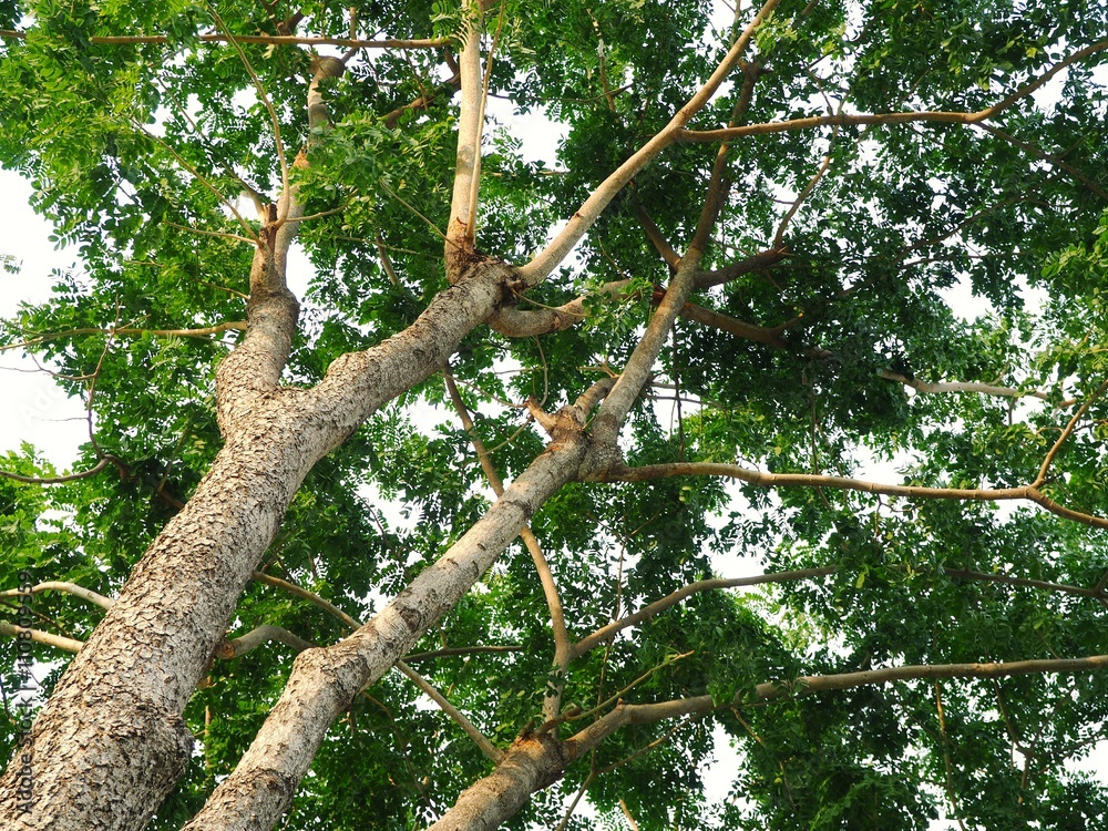 Tree in park. Bottom view. Tree in park. Bottom view.