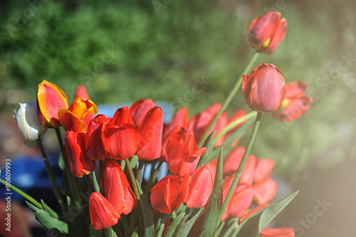 bunch of red tulips