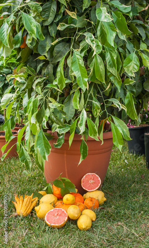 Heap of different citrus fruits under green tree