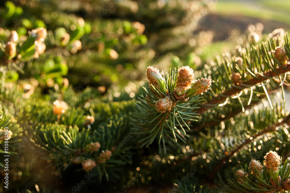 Background of fir tree Background of fir tree
