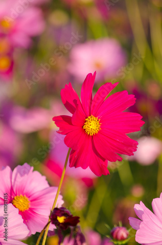 pink flower,Thailand North,color natural © gexphos