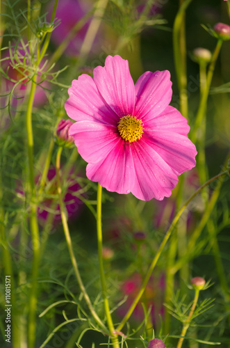 pink flower and fresh in morning garden me