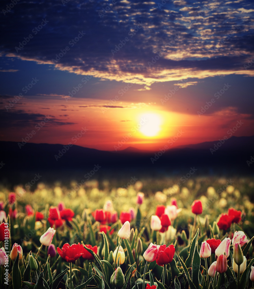 Field of awesome blooming tulips at sunset