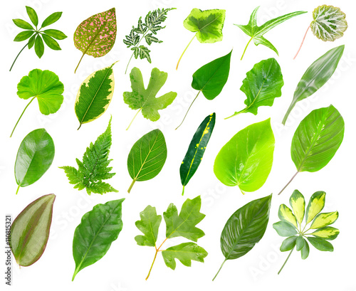 Collection of house plants leaves, isolated on white
