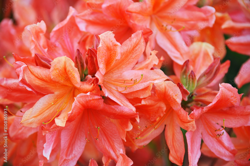Azalea (Rhododendron molle. Blume) Azalea (Rhododendron molle. Blume)