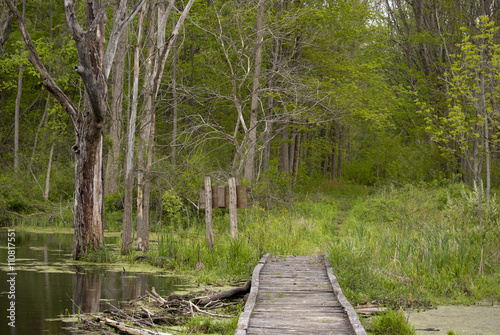 Adventures in the woods