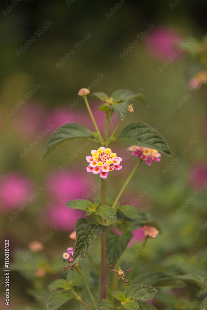 Φωτογραφία Yellow and pink flowers on butterfly bush Lantana camara in Santa Monica California on a tan background