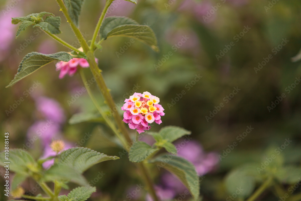 Φωτογραφία Yellow and pink flowers on butterfly bush Lantana camara in Santa Monica California on a tan background