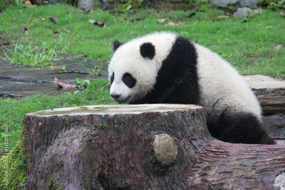 Fototapeta premium Panda