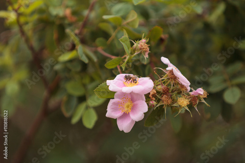 Honeybee, Hylaeus, gathers pollen on a wild rose flower in Southern California, United States. photo