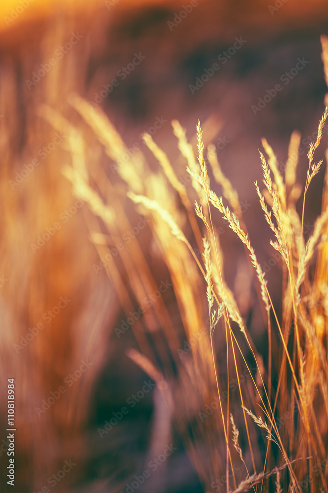 Autumn Nature Natural Background Of Dry Grass. Bokeh, Boke Grass