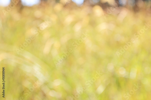Natural outdoors bokeh background in yellow tones bright  beautiful