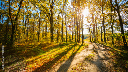 Path Road Way Pathway On Sunny Day In Autumn Sunny Forest Trees 