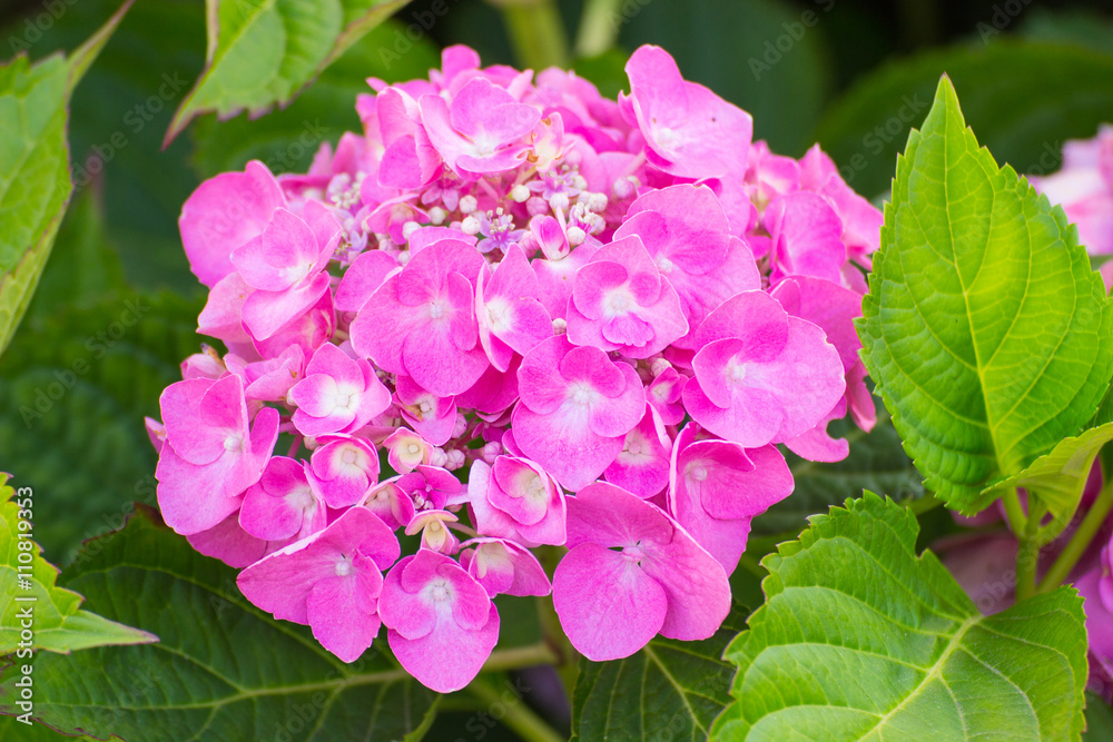 Closeup of pink flowers on green leaves background Closeup of pink flowers on green leaves background