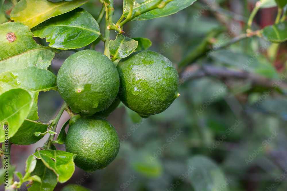 Lemons on tree. Lemons on tree.