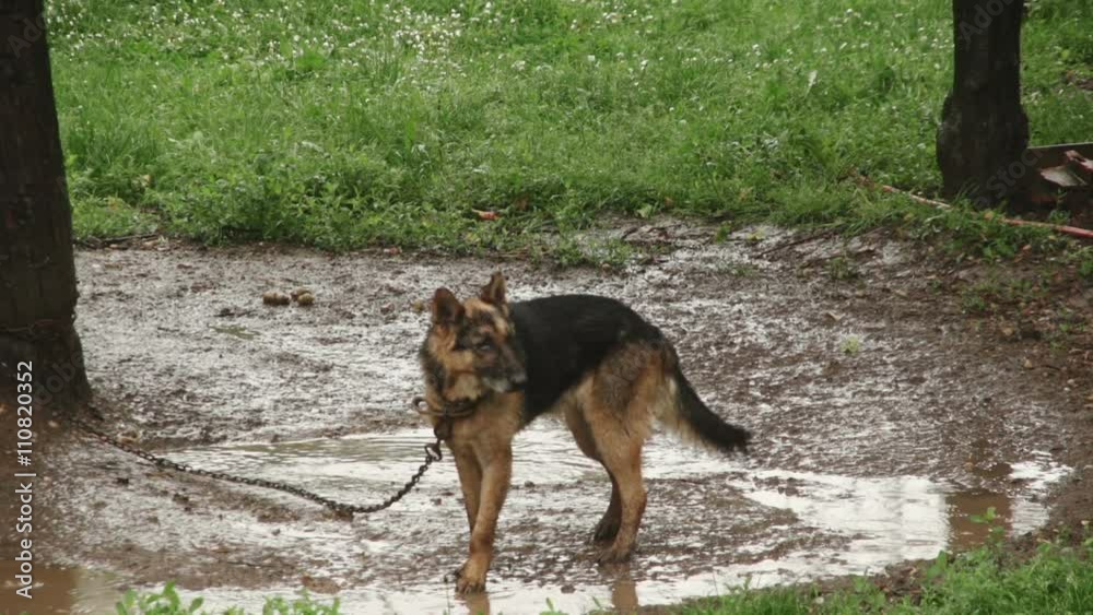 Depressed And Tortured, Chained Dog In The Rain - animal abuse Depressed And Tortured, Chained Dog In The Rain - animal abuse