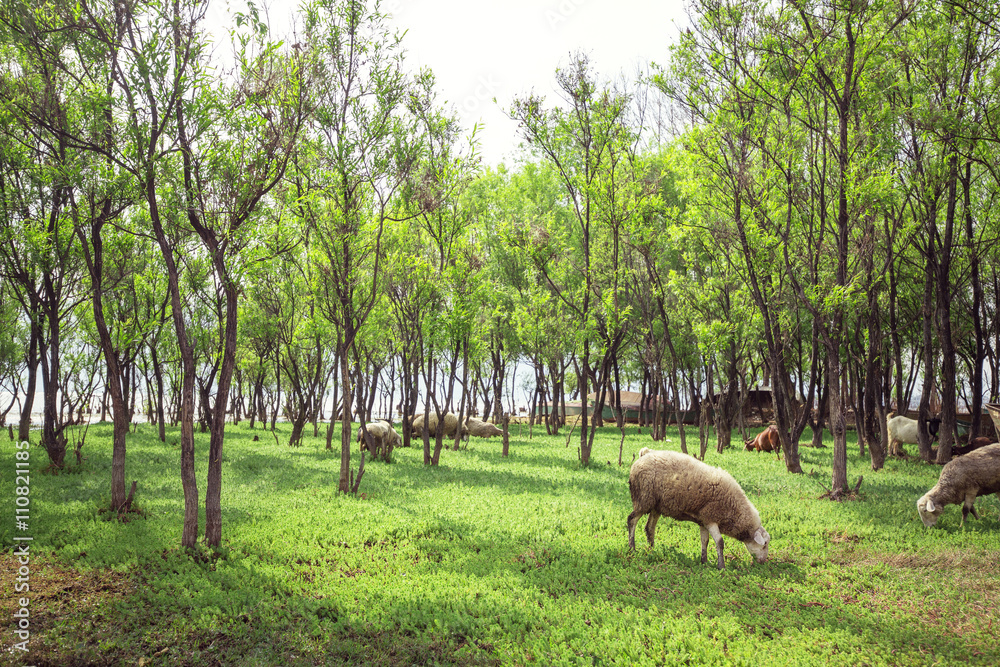 Sheeps eating grass Sheeps eating grass
