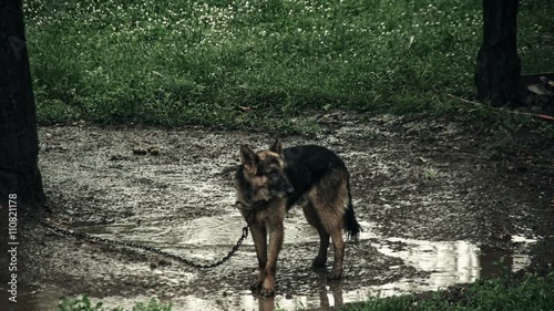 Depressed And Tortured, Chained Dog In The Rain - animal abuse 
