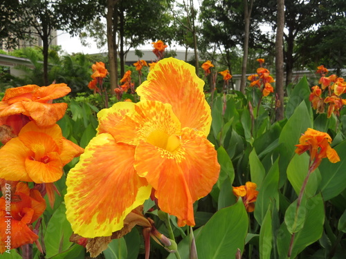 Flowers in full bloom