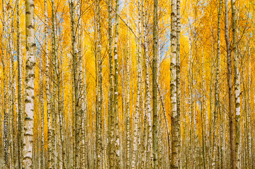 Birch Trees In Autumn Woods Forest. Yellow Foliage. Russian Fore