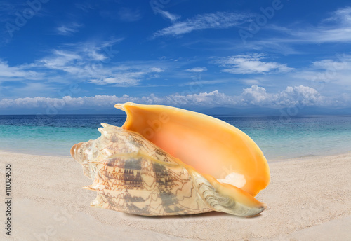 Tropical shell on a beach
