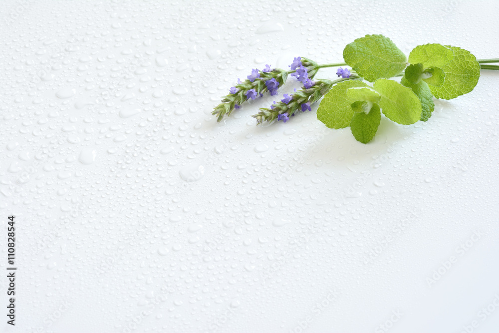 Naklejka premium ラベンダーとミントの葉 白色背景