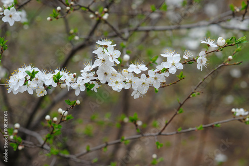Cherry tree blossom white flowers spring background