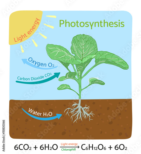 Photosynthesis diagram. Schematic vector illustration.