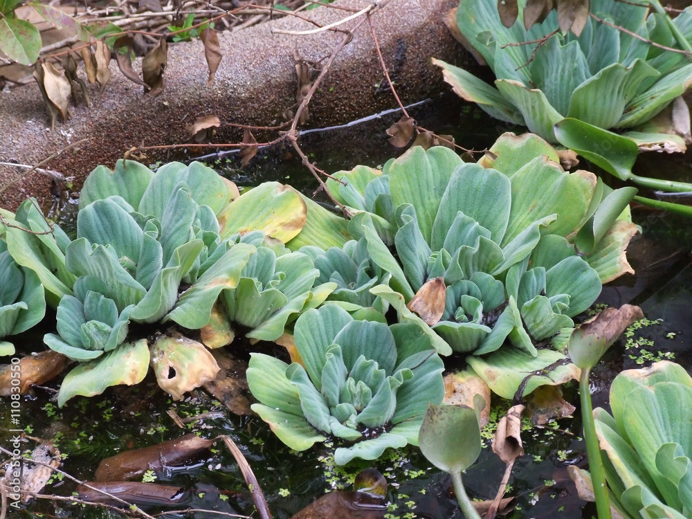 Obraz premium Decorative water cabbage in pond