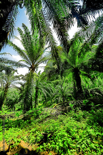 Oil palm tree