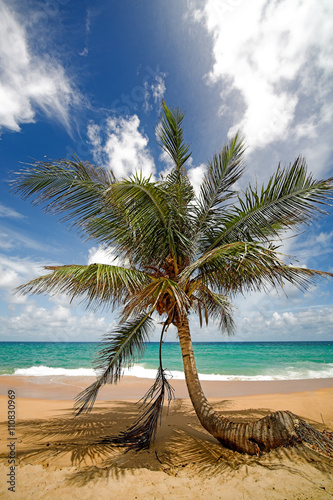 Palm tree on the sea beach.