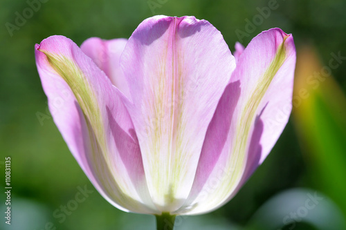 tulip flower closeup sunny day  background