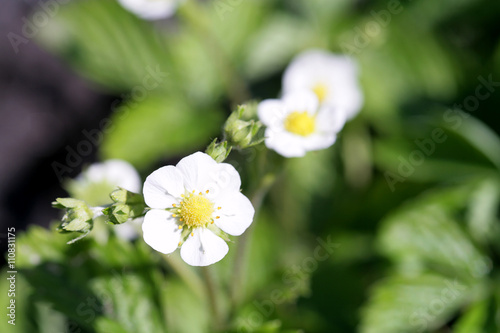 strawberry flower closeup sunny day  background