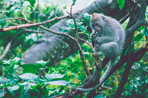 Monkey sitting on a branch