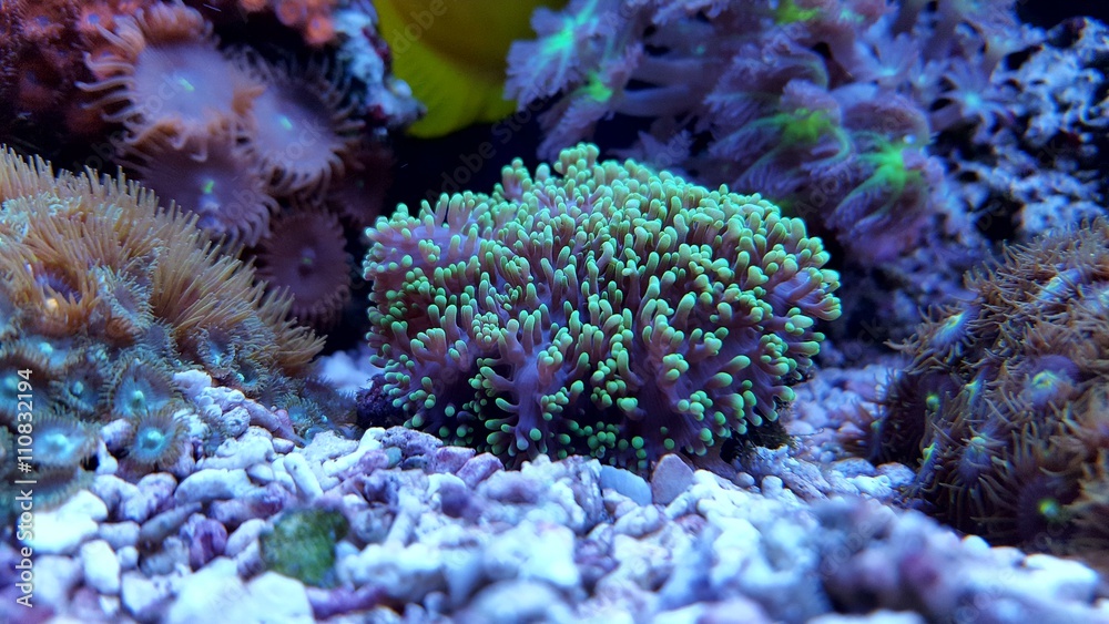 Naklejka premium Green hairy mushroom coral in aquarium