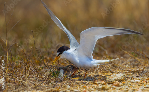 The family of Little tern(Sternula albifrons) in real nature in Thailand