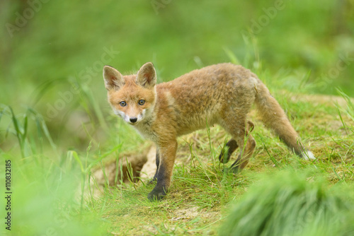 Rotfuchs Fuchs Welpe - fox red fox © artepicturas
