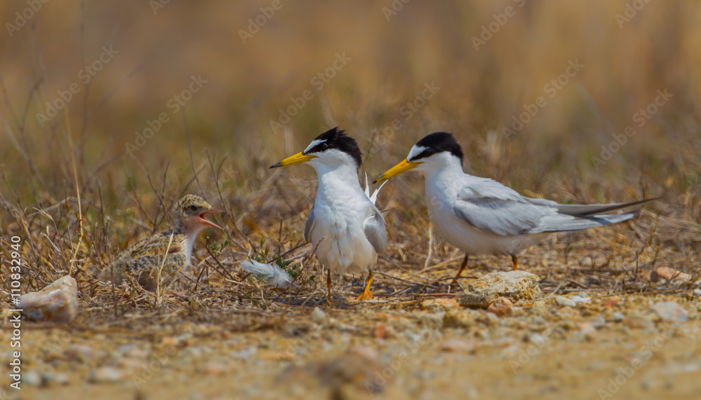 The family of Little tern(Sternula albifrons) in real nature in Thailand The family of Little tern(Sternula albifrons) in real nature in Thailand