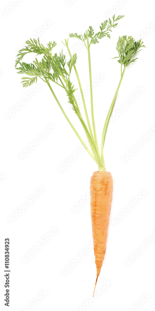 Carrot with the green top isolated over white background Carrot with the green top isolated over white background