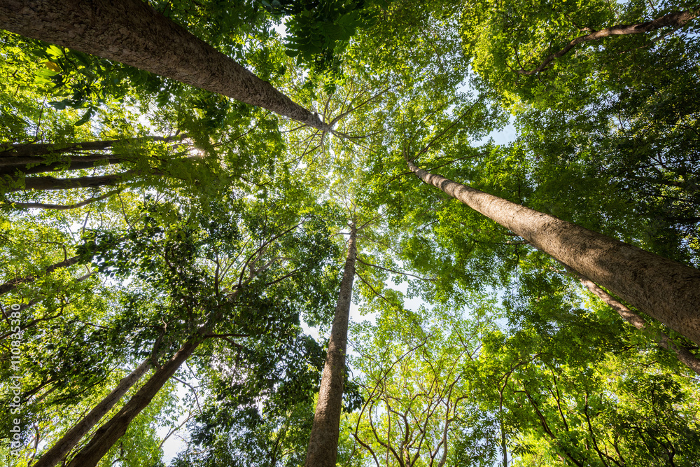 Fototapeta premium forest trees. nature green wood sunlight backgrounds.