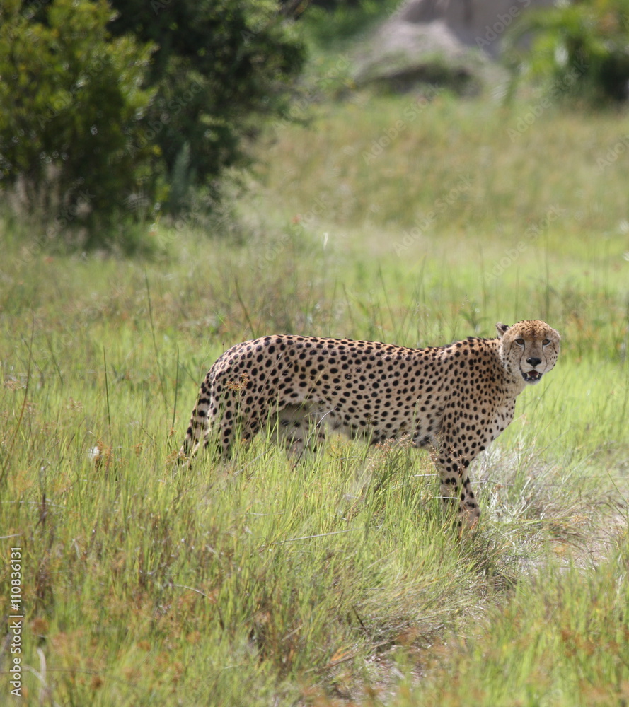 Cheetah Botswana Africa savannah wild animal picture; Cheetah Botswana Africa savannah wild animal picture;