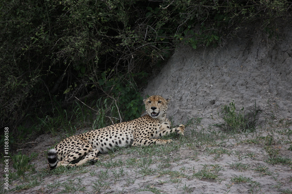 Cheetah Botswana Africa savannah wild animal picture; Cheetah Botswana Africa savannah wild animal picture;