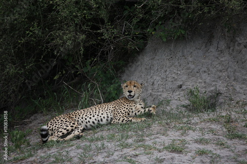 Cheetah Botswana Africa savannah wild animal picture  