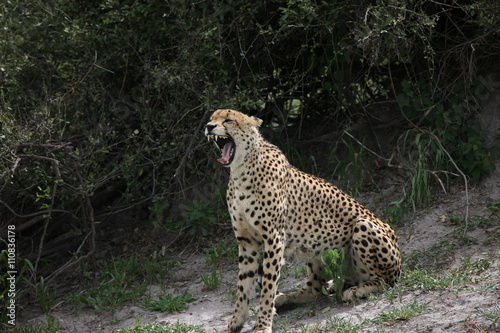 Cheetah Botswana Africa savannah wild animal picture; 