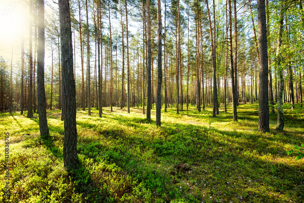 Fototapeta premium fresh spring fine forest at sunny day