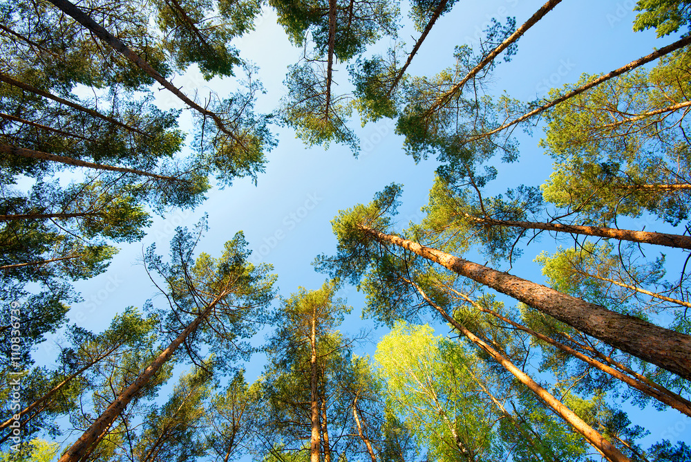 Fototapeta premium fresh spring fine forest at sunny day