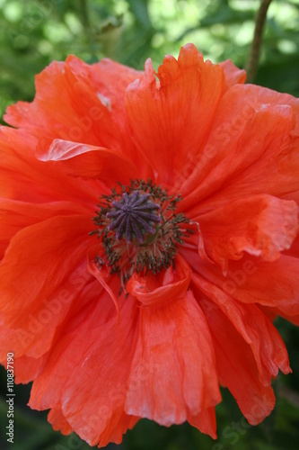 poppy flower in the spring garden