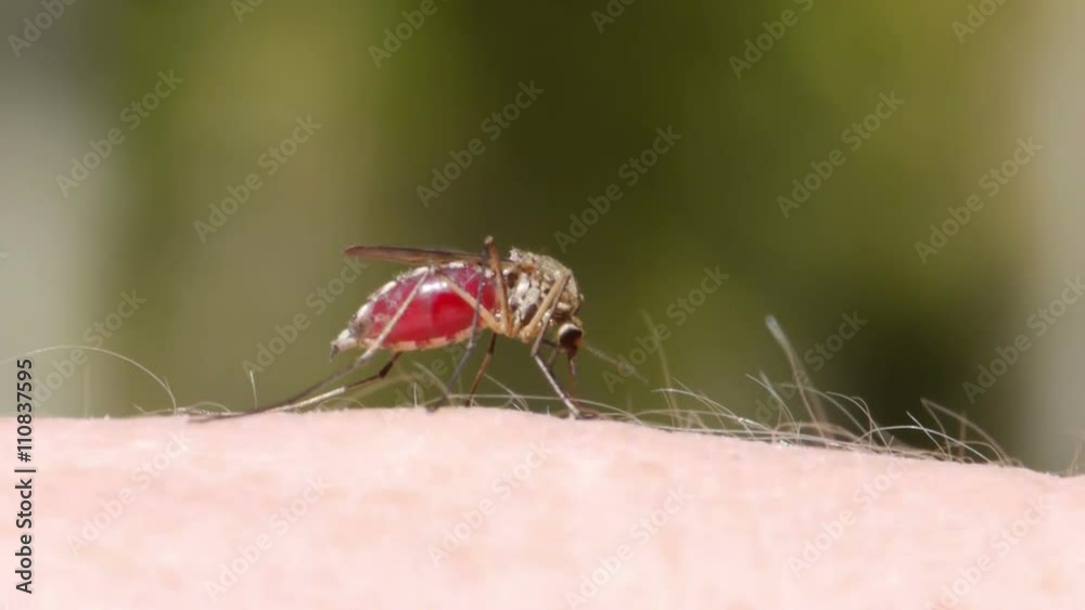 Close-up shot of a mosquito blood sucking on human skin
Close-up shot of a mosquito blood sucking on human skin