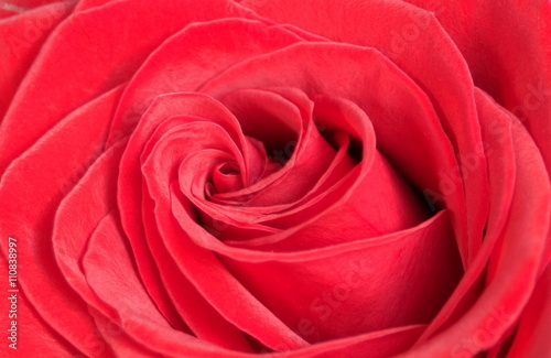 red rose close up, velvety petals